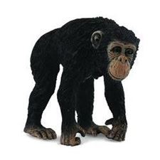 collecta-sjimpanse-hunn