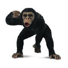 collecta-sjimpanse-hann