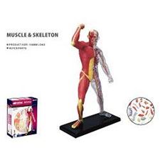 puzzle-muskler--skjelett-anatomi/-8+