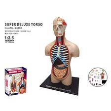 human-anatomy-torso-deluxe-54pcs-40cm