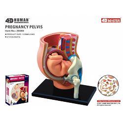 human anatomy pregnancy/ 8+/13cm/ 27 deler