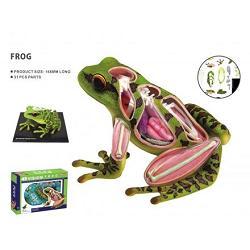animal anatomy frog 