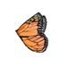 monarch butterfly vinger 0 FWD50568.jpg